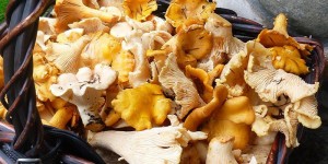 16пачи крак