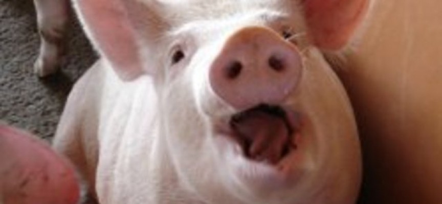 Стрелча: „Всичките прасета на мезета…“, шегичка, проверяват ги ветеринарите