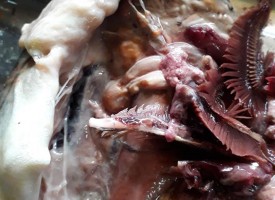 Пазарджиклийка се снабди с развалена риба от „Тарита“
