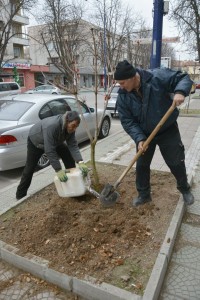 22фиданки1