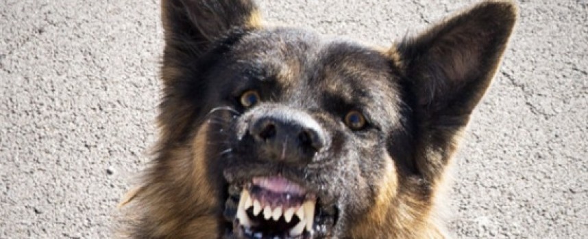 Агресивни кучета нападнаха жена в Дебращица, вкараха я в болница с инфаркт