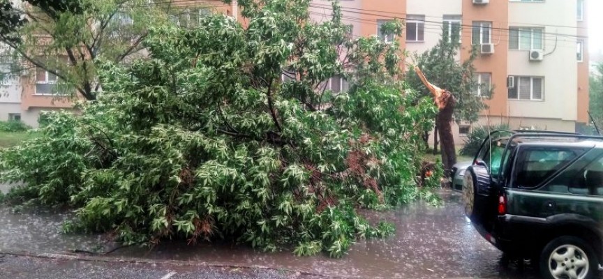 Бурята бутна дърво и затапи ул. „Петър Бонев“ в Пазарджик