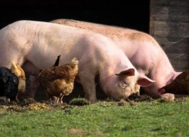 Африканската чума по свинете се пренесе и в Сбор, 40 прасета ще умрат
