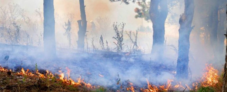 139 декара гора изгоря вчера край Смилец
