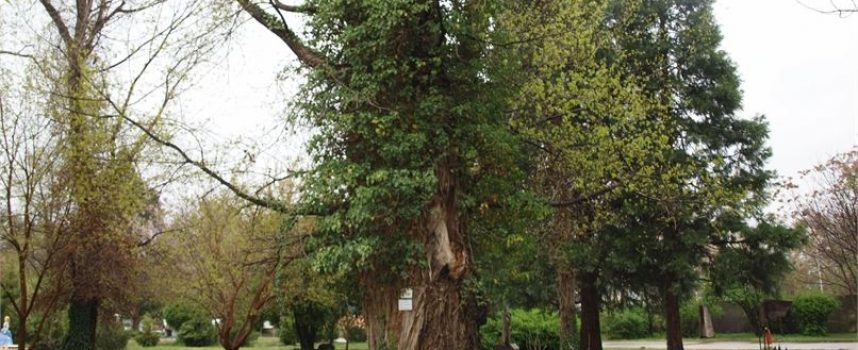 Защитени дървета от 16 вида са заснети на територията на РИОСВ-Пазарджик