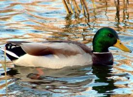 Зимуващите в реките и язовирите на област Пазарджик водолюбиви птици са по-малко заради топлата зима