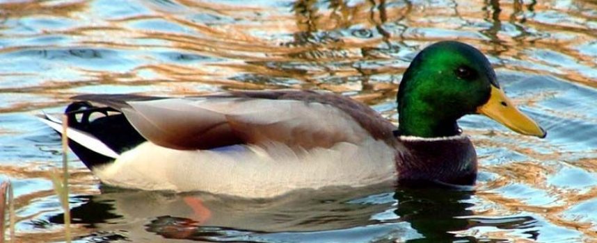 Зимуващите в реките и язовирите на област Пазарджик водолюбиви птици са по-малко заради топлата зима
