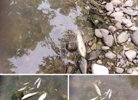 Експерти провериха сигнал за мъртва риба в река Стара