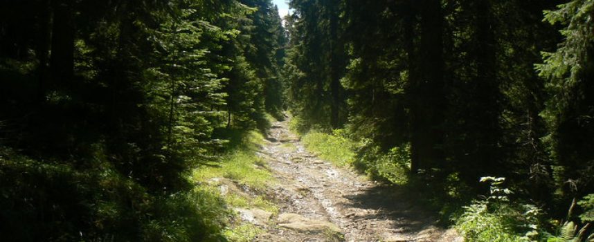 78- годишен мъж се изгуби в гората над Атолука, откриха го след ден