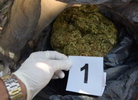 12 кг марихуана иззе полицията в Калугерово, разкрита е оранжерия за отглеждането ѝ