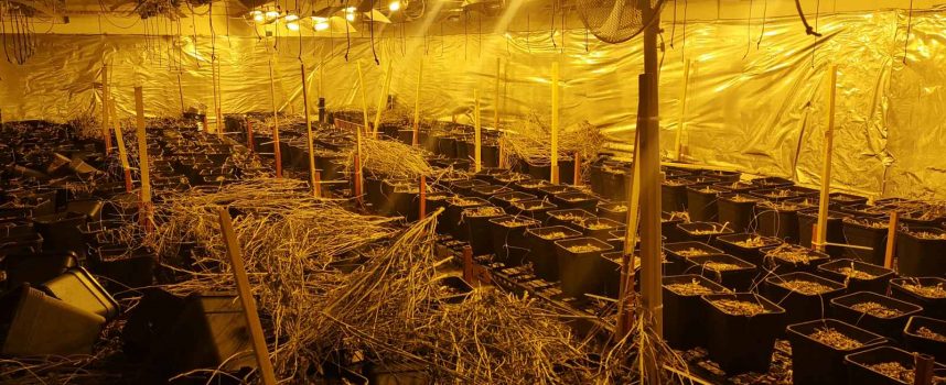 Лаборатория за марихуана разкриха в Звъничево