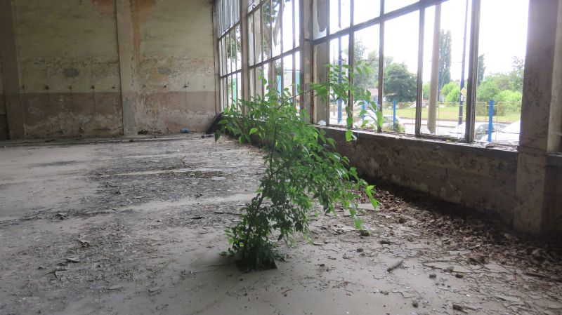 27зала дърво