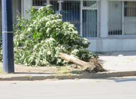 В Пазарджик и областта: Начинаещи шофьори бутат дървета и стълбове
