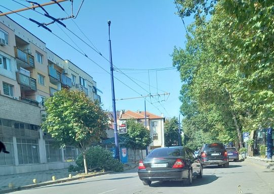 24дървота e1629791013376