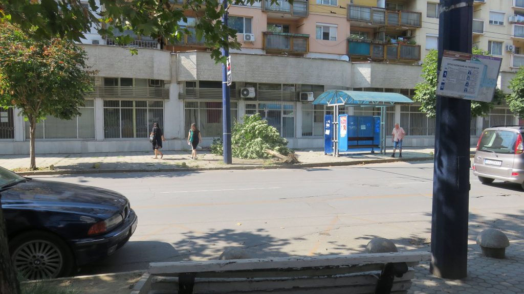 24дървото