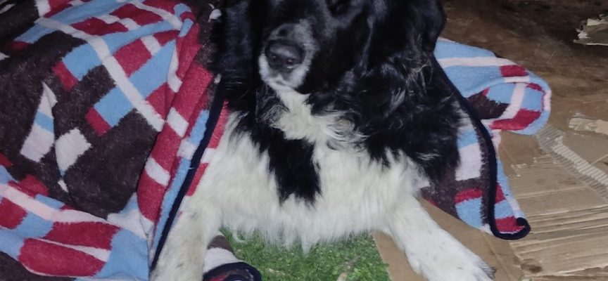 Жители на Мало Конаре искат ефективна присъда за мъжа прегазил кучето на Бъдни вечер