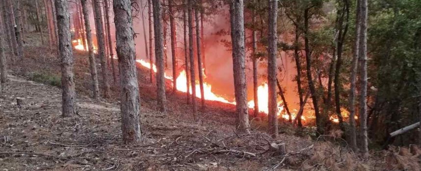 Пожарът край Калугерово се разраства