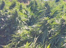 Полицията спипа марихуана насадена в нива с царевица в землището на Пазарджик
