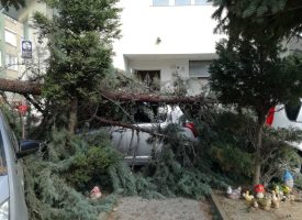 Дърво се счупи и захлупи паркирани автомобили на улица в Пазарджик
