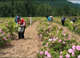 В Стрелча: Юбилеен празник на розата бележат в събота