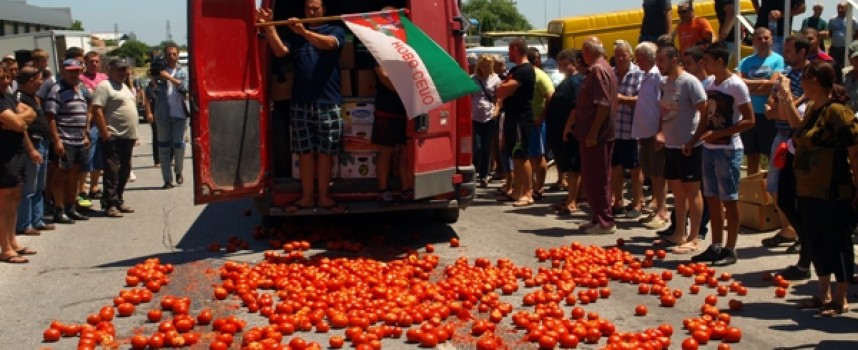Тонове домати ще залеят пътищата, българският производител избухна в Огняново