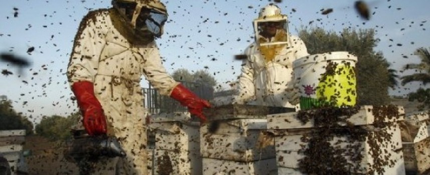 261 пчелари кандидатстват за пари по  de minimis