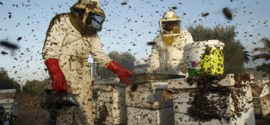 261 пчелари кандидатстват за пари по  de minimis