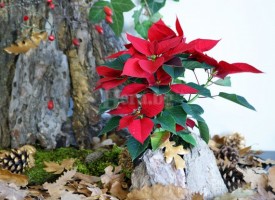 Коледните звезди вече са на пазара, време ли е за украса на елхата?