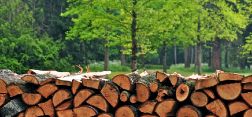 Седем кубика бракониерски дърва откриха в частни домове в Панагюрище и Ракитово