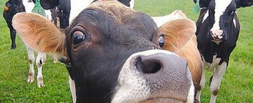 Гинче Караминова свиква епизоотичната комисия, заради зараза по говедата