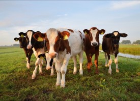 104 крави отиват в екарисажа заради нодуларен дерматит