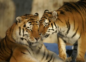Тигрицата Найша почина, ще я препарират за Природонаучния музей в Пловдив