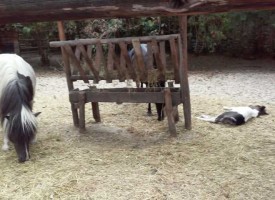 В зоокъта: Седемте Виетнамски прасенца щъкат, бебето пони подремва, тигърчетата – бозаят и спят