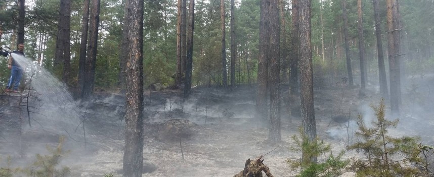 Пожарникари, горски и граждани спасиха гората край Абланица от пожар