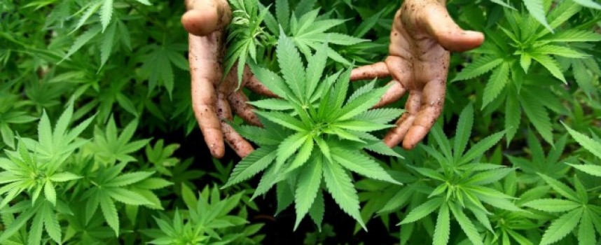 В Сестримо: 27-годишен от София се насадил плантация с марихуана