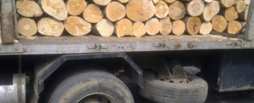 Ракитово: Горски изгоряха за 10 кубика букови дърва, извозени незаконно
