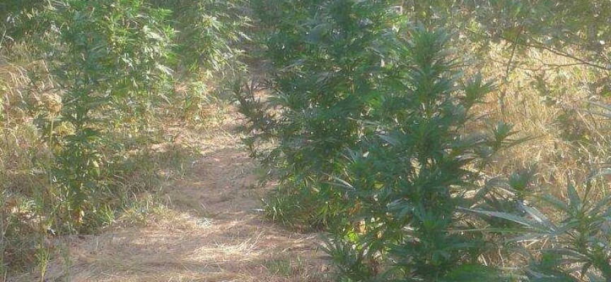 Арестуваха двама за плантация с марихуана