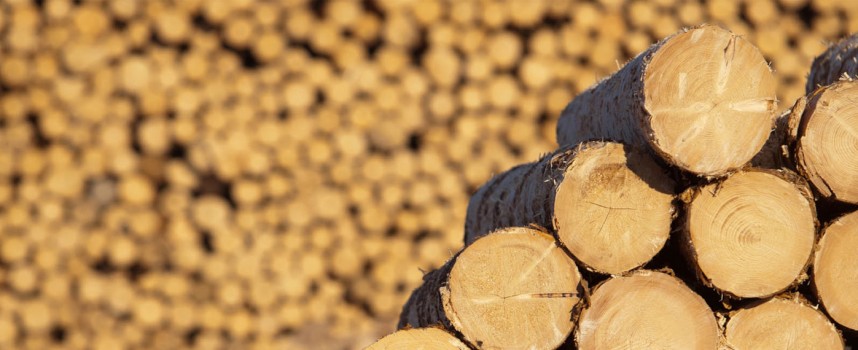 В Община Сърница започна записването за дърва за следващия зимен сезон