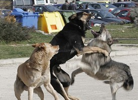 Полицията разкри организатори на нелегални боеве с кучета в Панагюрище