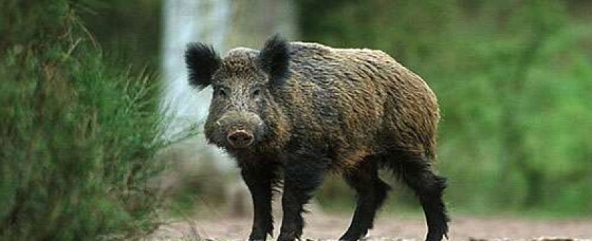 УТРЕ: Откриват сезона за групов лов на дива свиня