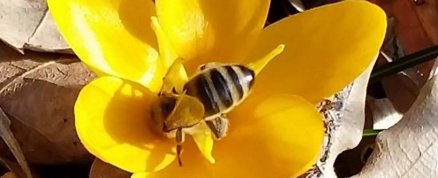 Община Панагюрище насърчава интереса към пчеларството с детски конкурс