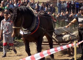 Надбягване на впрегнати коне и полети на гълъби бележат празника на ромите