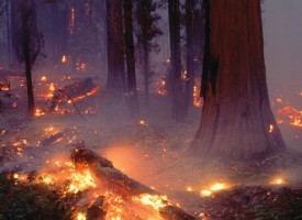 В жегите: Полицията напомня – опасността от пожари е огромна, пази гората