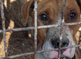 Петиция за спасяването на кучето Цезар тръгна във фейсбук