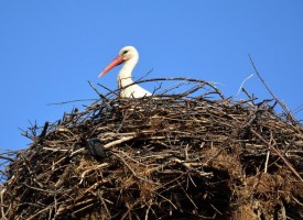 Експерти от РИОСВ-Пазарджик извършиха проверка по сигнали за наклонено щъркелово гнездо
