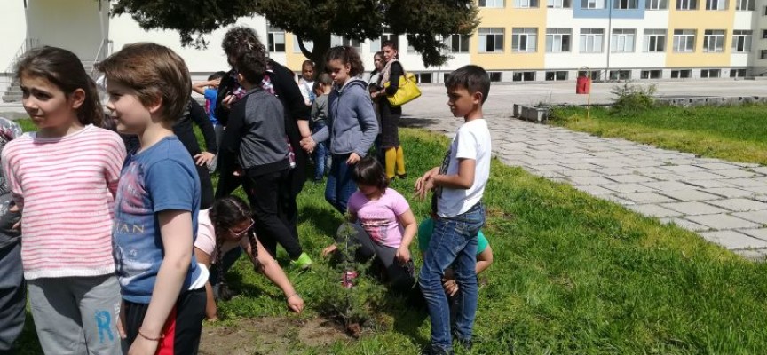 През Седмицата на гората: Ботевци засадиха кипариси и кедър