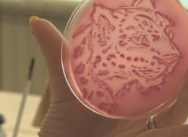 Иди и виж: Агар арт – микробиолози създават Ван Гог и други шедьоври с палитра от бактерии