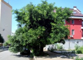 Читателска връзка: Да окастрят дърветата по ул. „Димитър Греков“, не може да се минава под тях