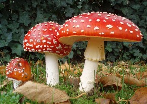 18червена мухоморка