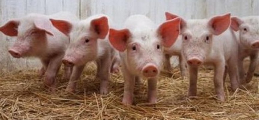 Африканска чума по свинете е констатирана в Априлци, ето какво следва